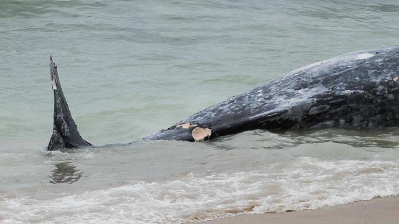 Dead Whale Washes Up On Beach In Pacifica | Abc7news.com