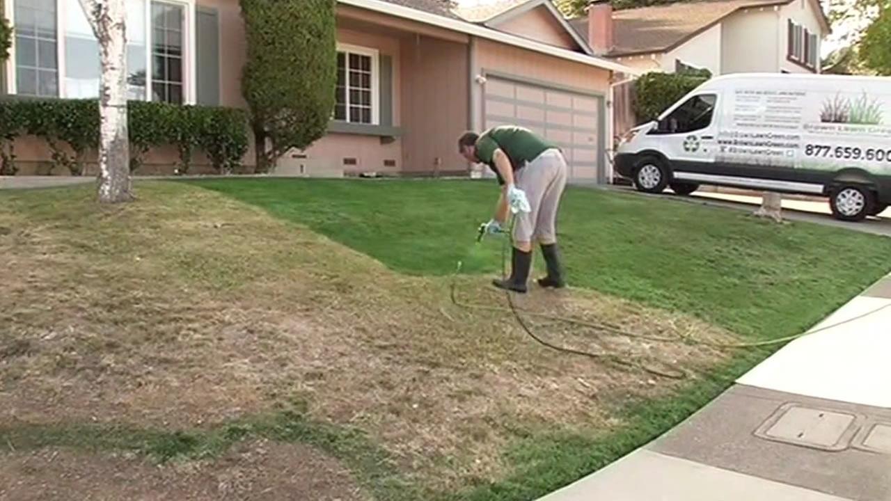 California Homeowners Turn To Green Paint Cover Brown Lawns Bay Area Homeowners Turn To Paint Cover Brown Lawns