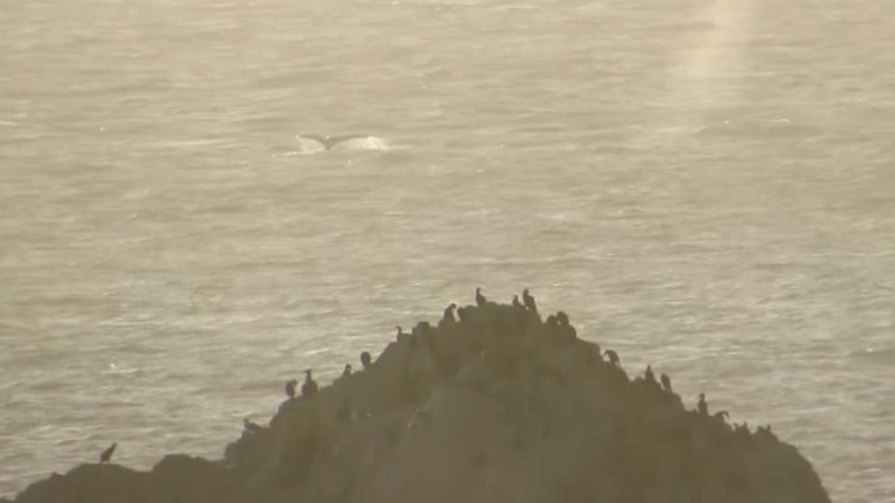 Two Whales Spotted At Ocean Beach In San Francisco Abc7news Two Whales Spotted In San Francisco S Ocean Beach