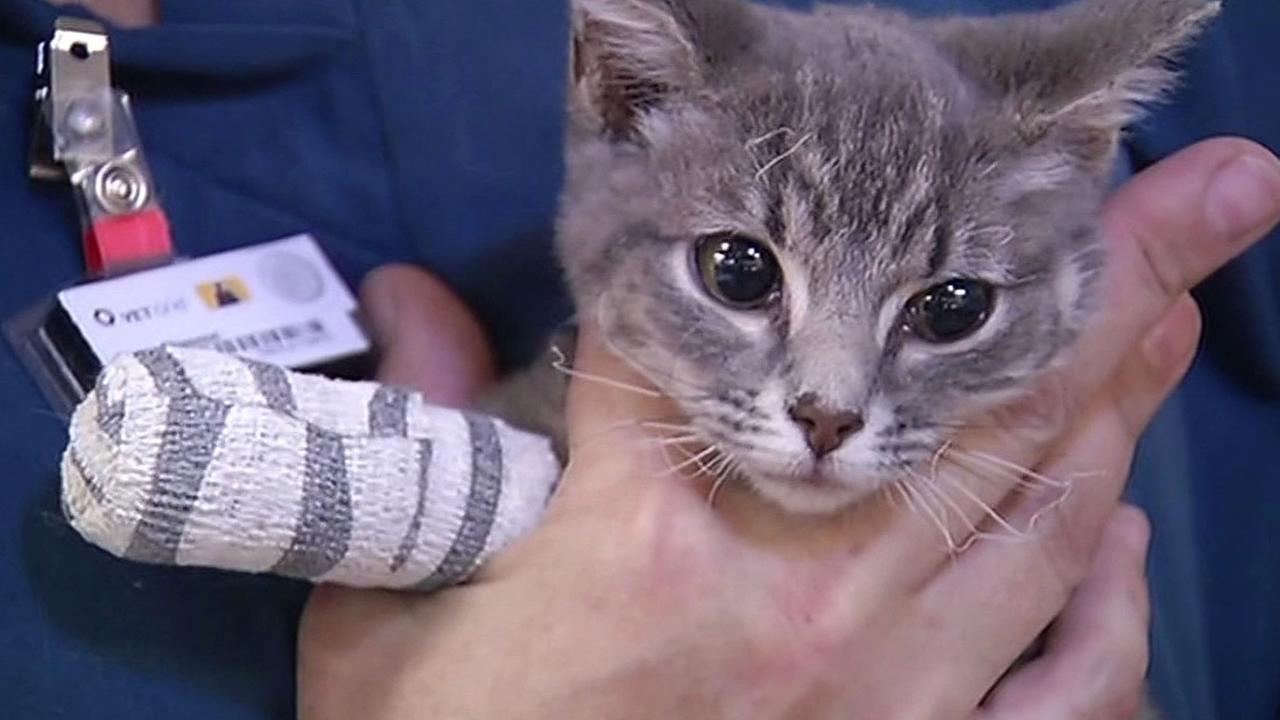 Veterinarian helps 500 animals hurt in Northern California's Valley