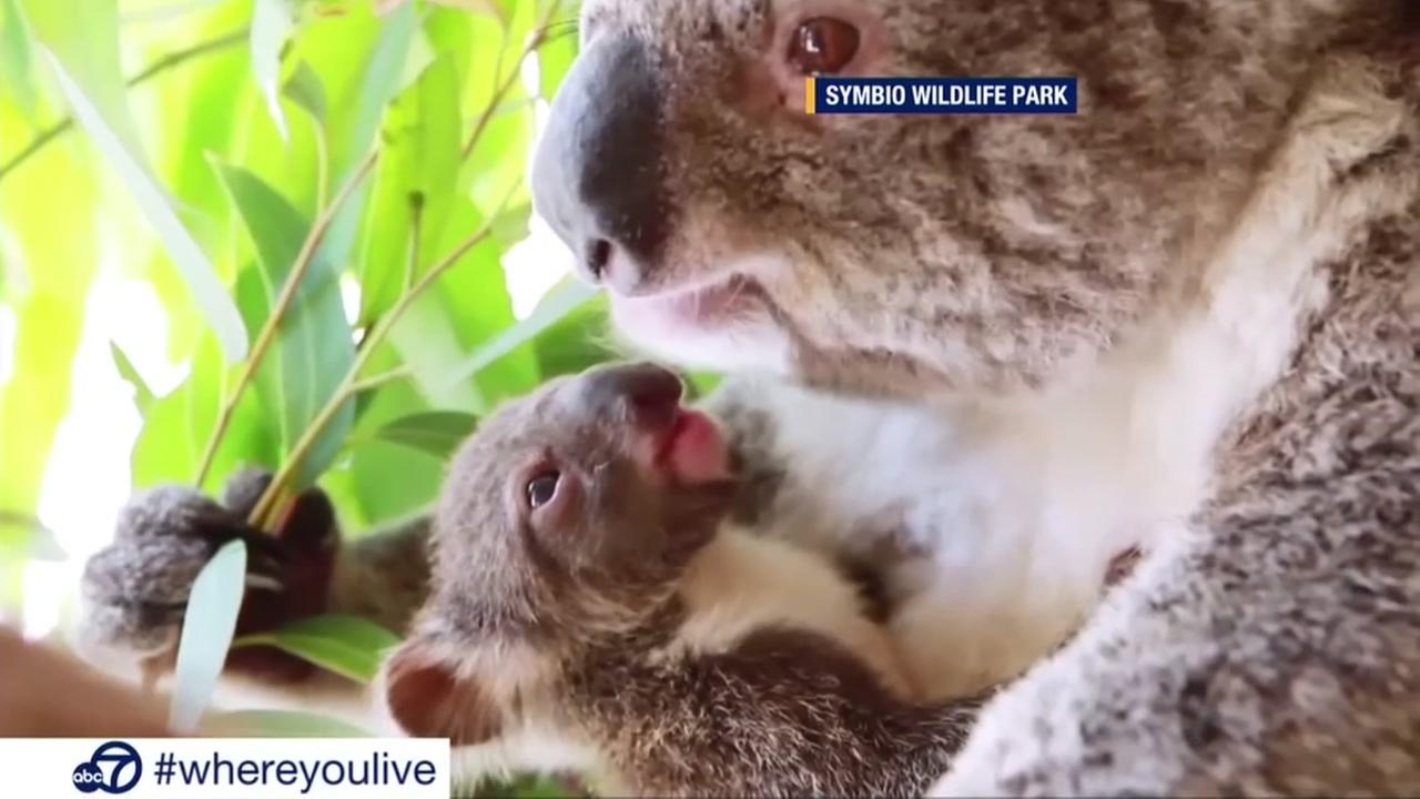 Know and Tell Baby koala emerges from mother's pouch