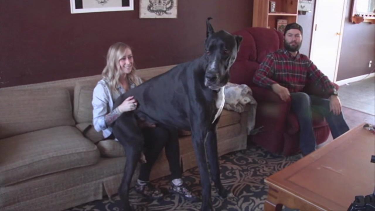 anal knot bestiality great dane