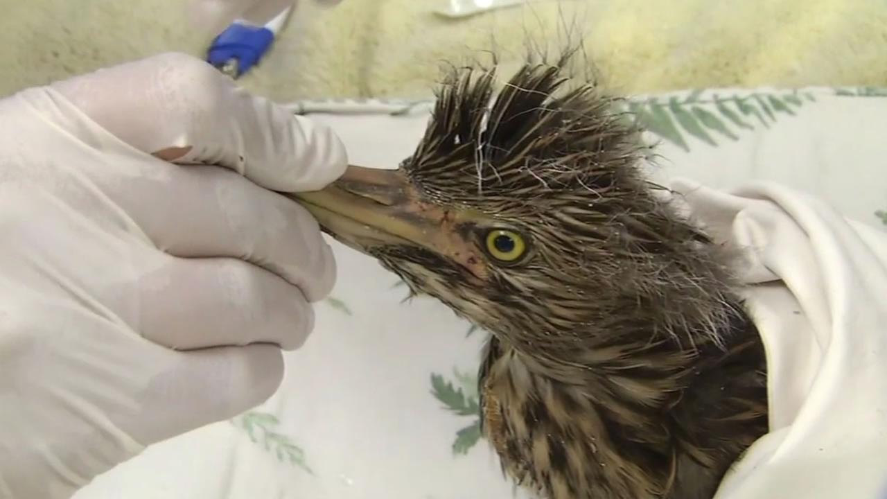 rescue birds near madison heights mi