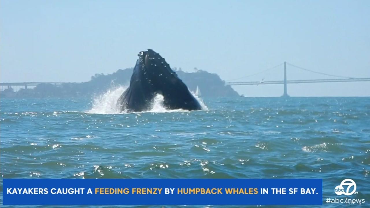 only-on-abc7news-com-up-close-video-of-whales-feeding-in-sf-bay