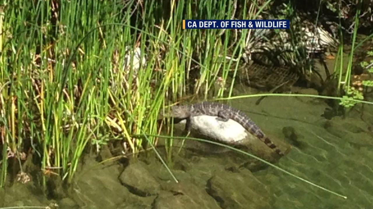 Alligator spotted in Alameda Creek near Niles Canyon Road in Fremont