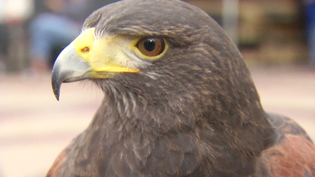 Hawks used to scare pigeons away at Walnut Creek's Broadway Plaza