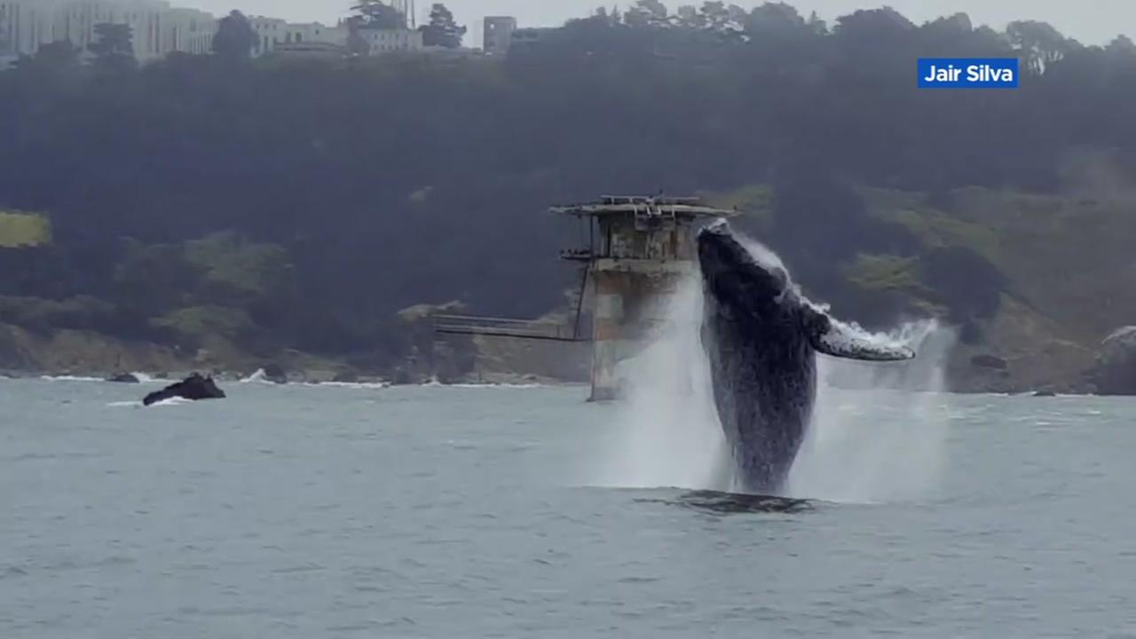 Experts Concerned About Whale Safety In San Francisco Bay After Several ...