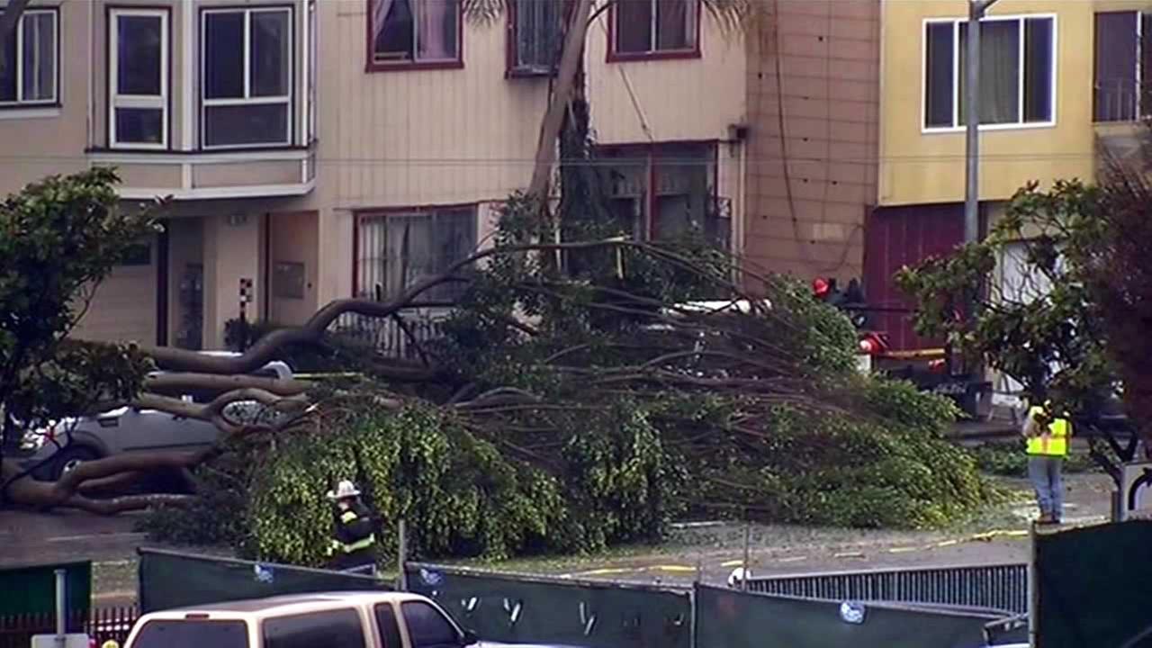 SF eases rules to remove ficus trees | abc7news.com