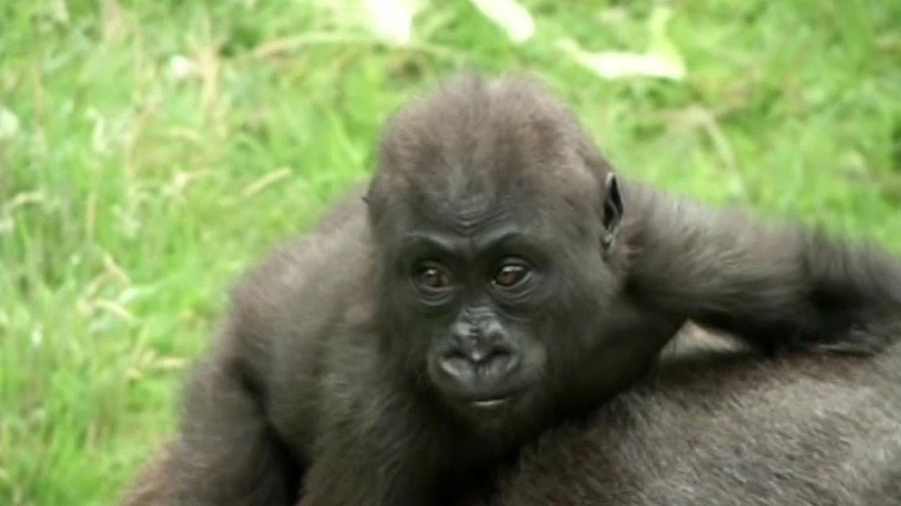 Primate expert hired to investigate death of baby gorilla arrives at