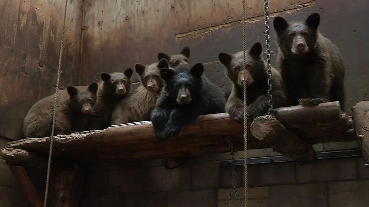 Rescued bear cubs are healthy and growing at Lake Tahoe Wildlife Care