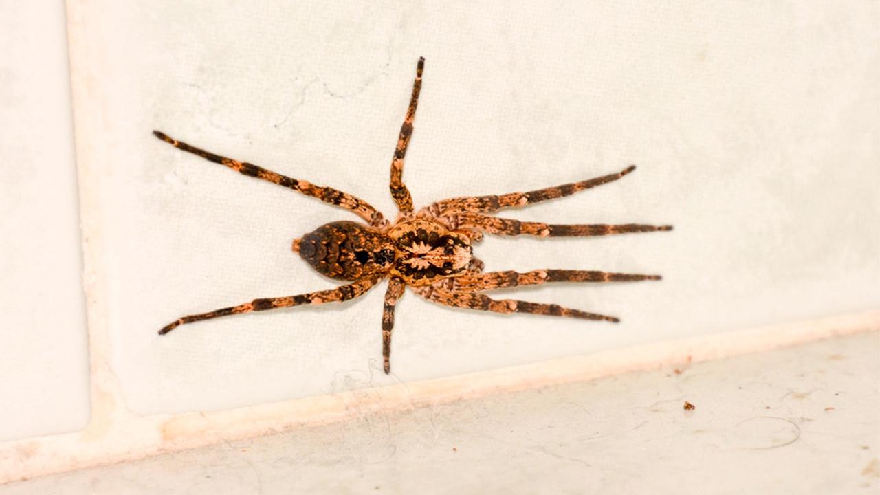 Australian Police Man yelling 'I'm going to kill you' was screaming at