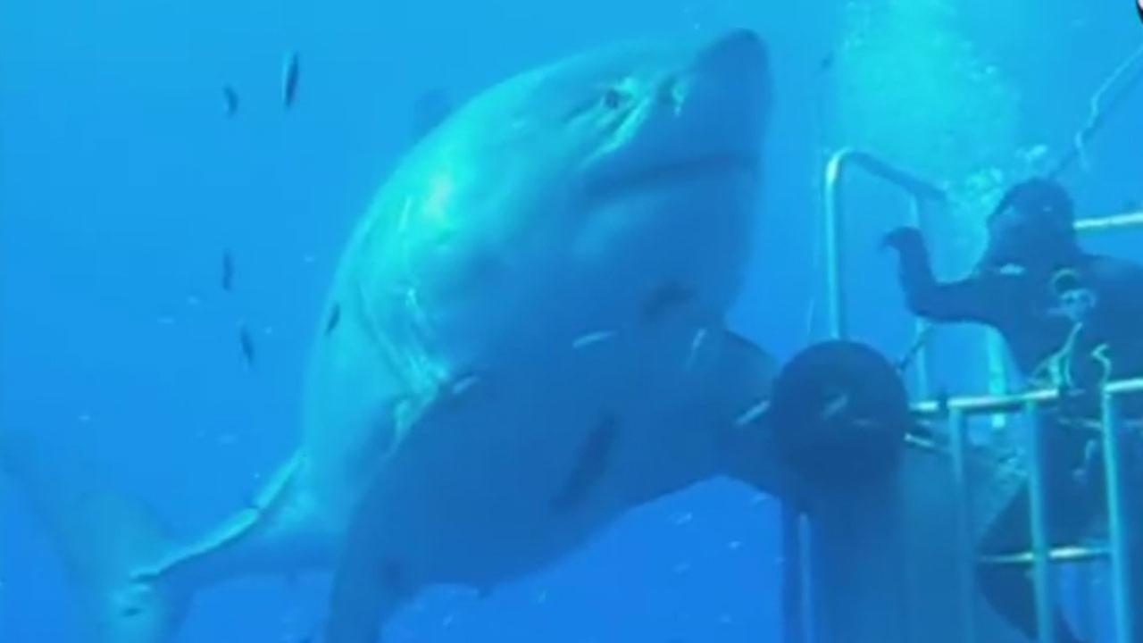 deep blue shark images