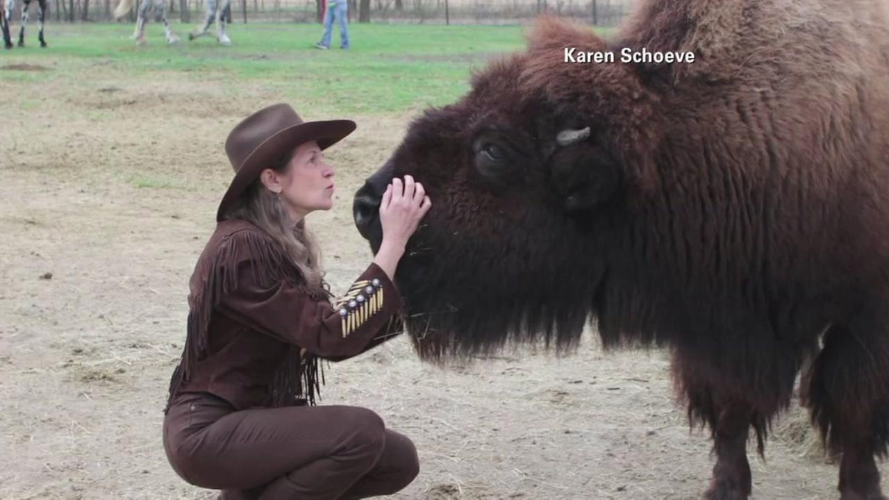 Couple buys house-broken buffalo on Craigslist ...