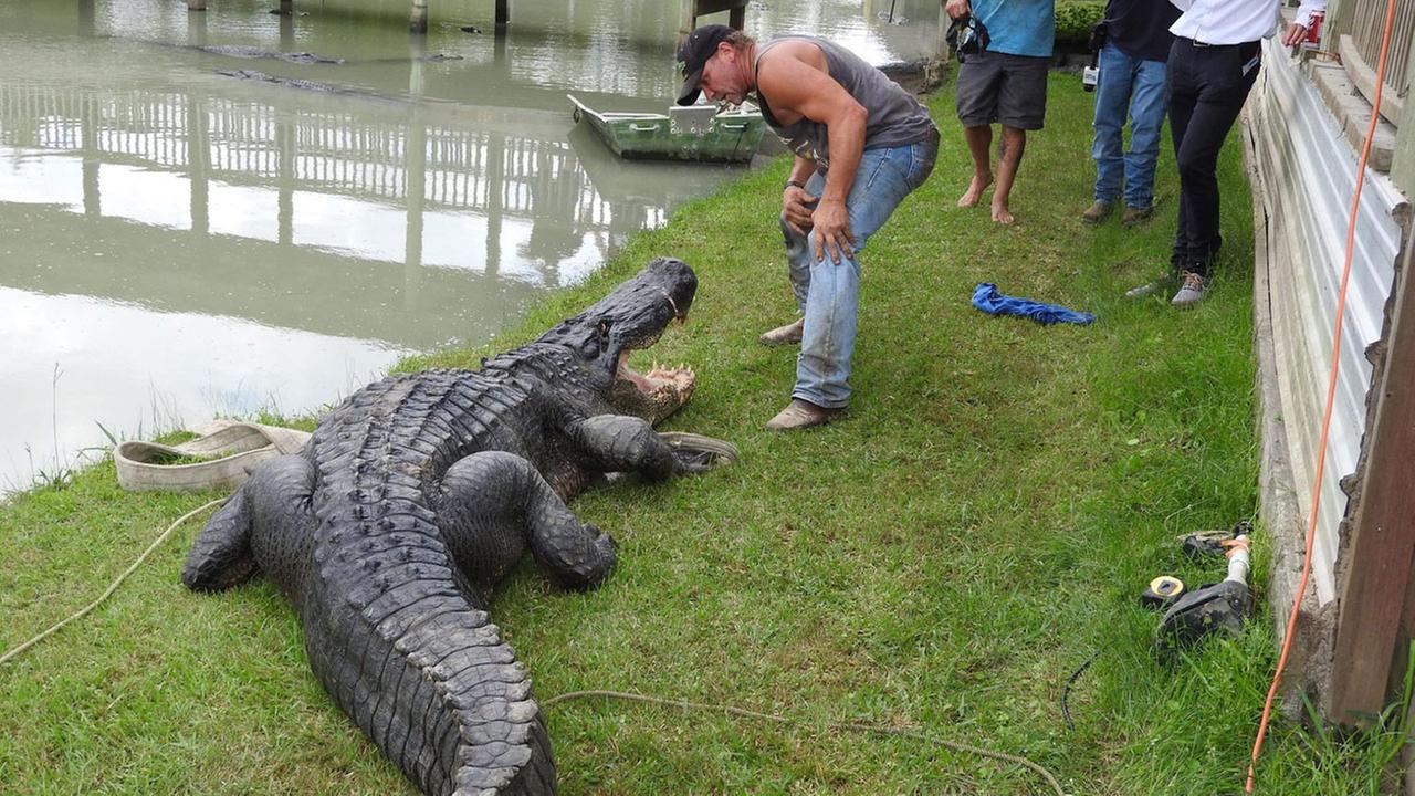 Largest live alligator ever caught in Texas found near Dayton  abc7ny.com