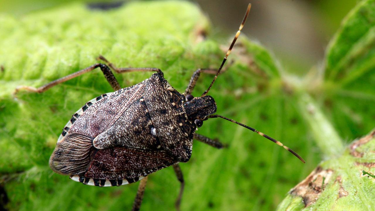 EAT MORE BUGS 8 edible bugs you should try before you die