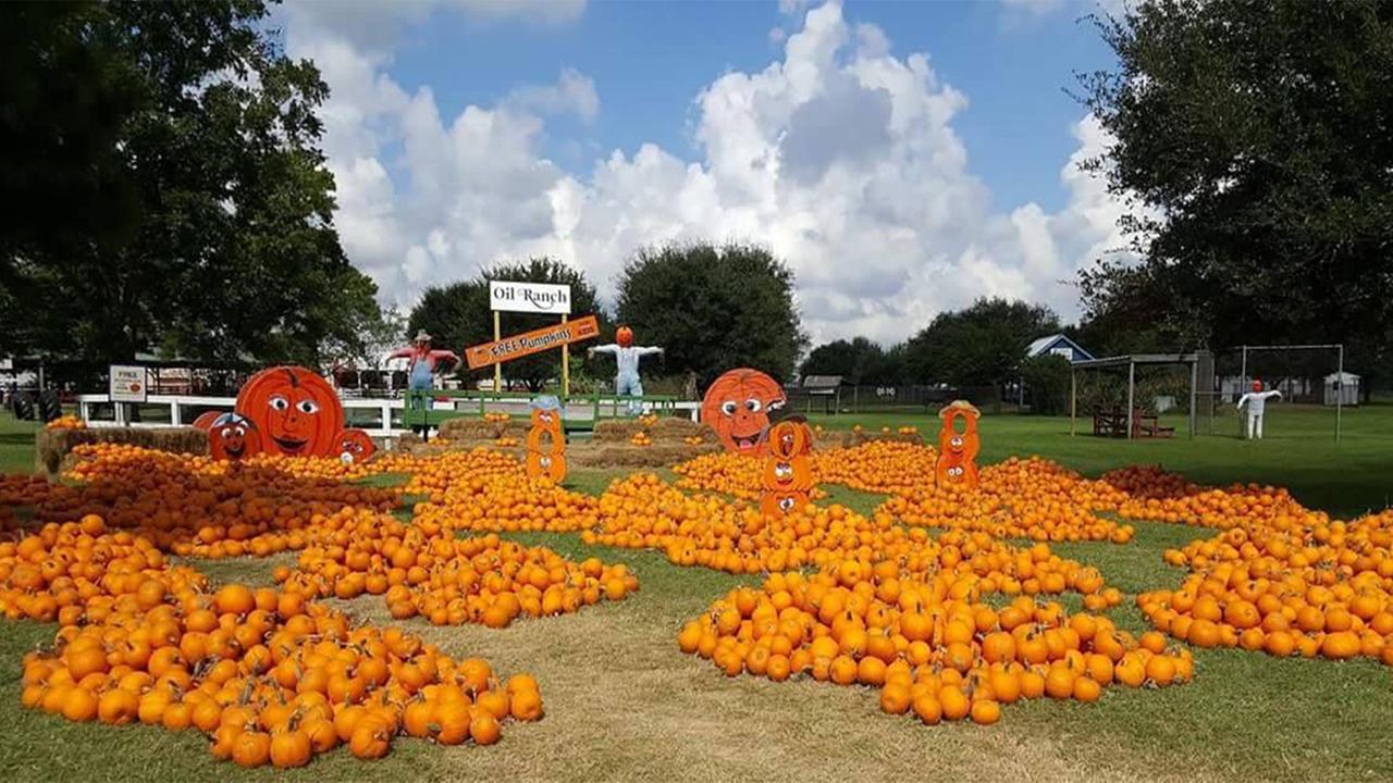 Houston's Top 10 Pumpkin Patches