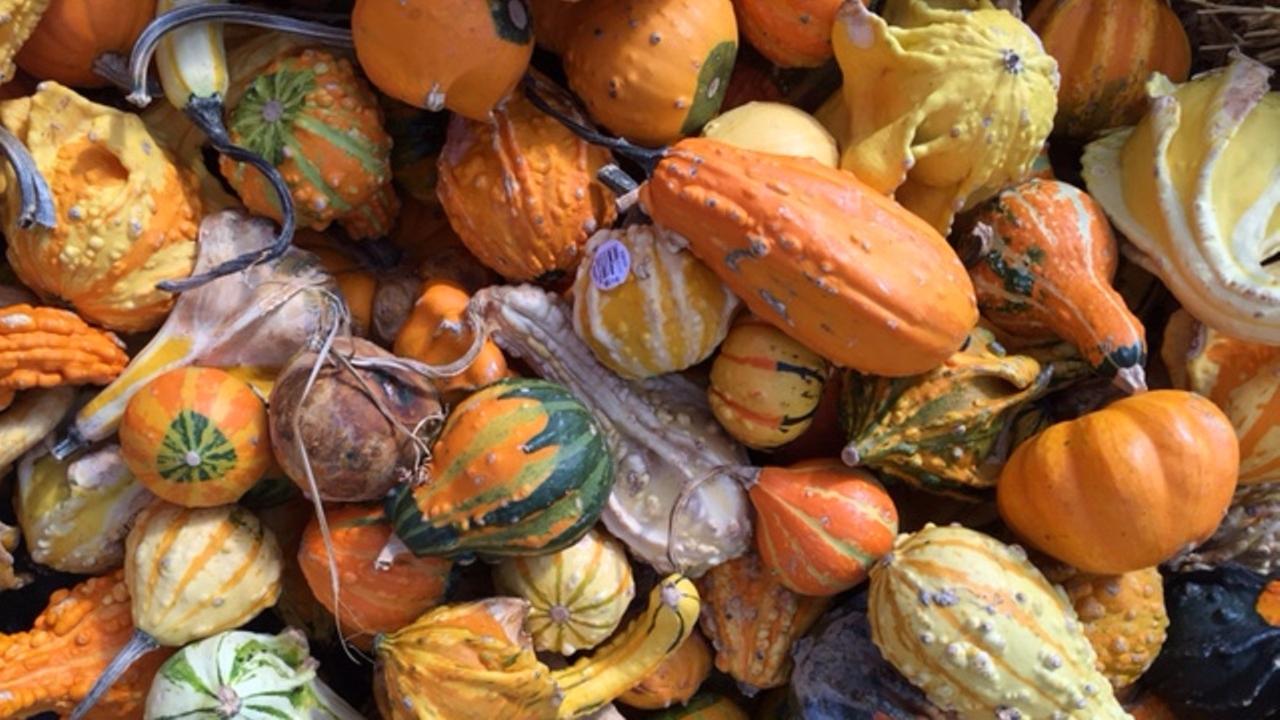 PHOTOS Know your pumpkins before you head to the patch