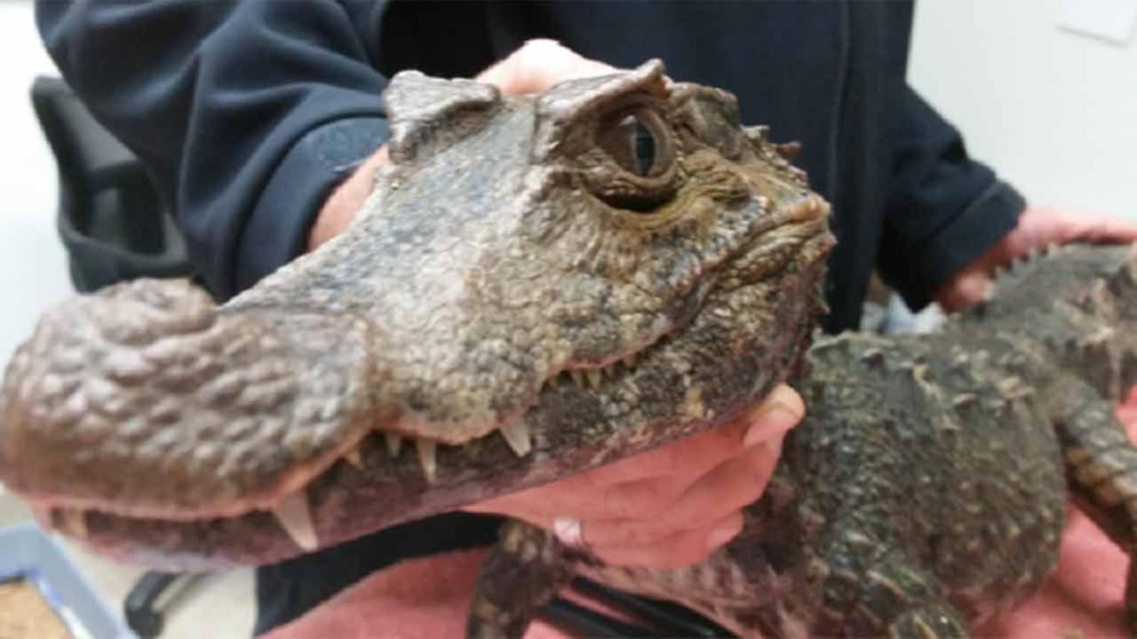 Gator found living in back yard of Galveston home