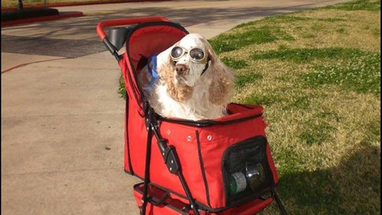 teddy bear stroller