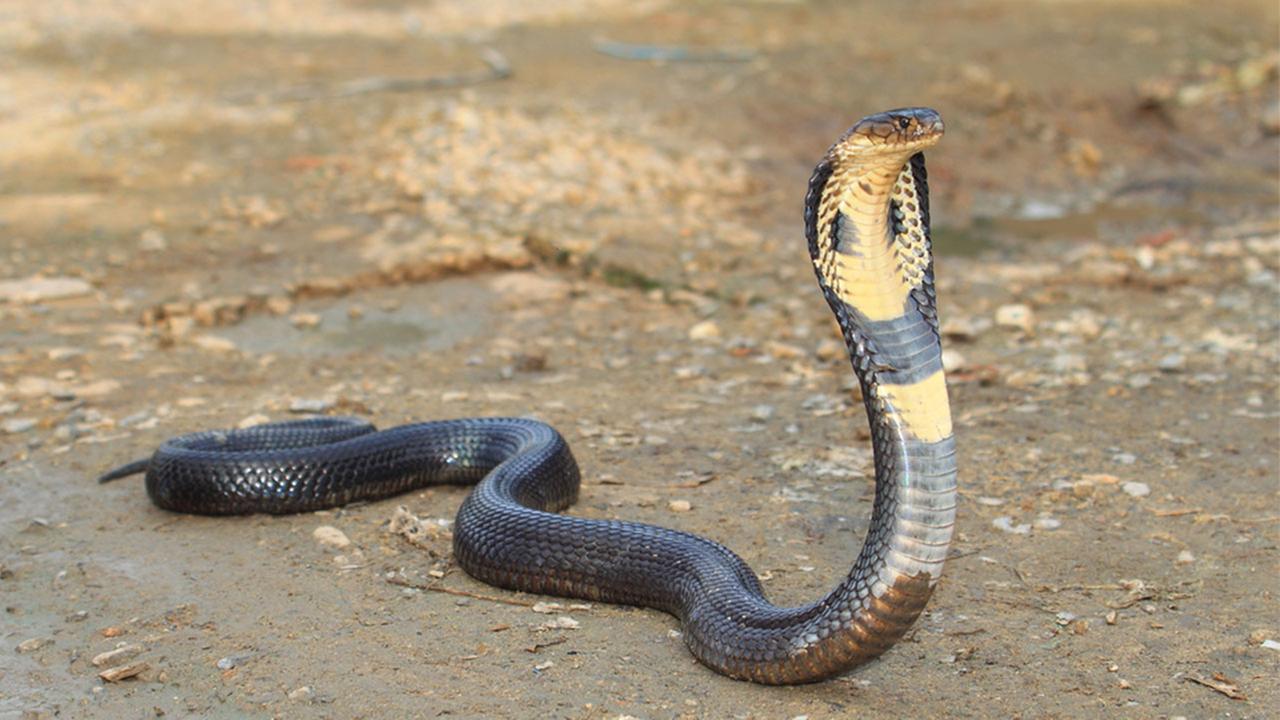 Deadly king cobra snake on the loose after escaping home in Orlando
