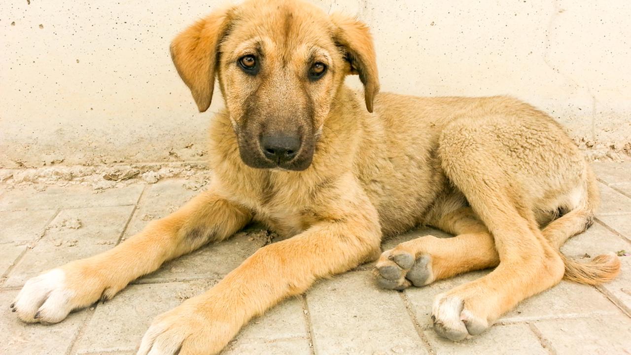 Tennessee first state to launch animal abuse registry