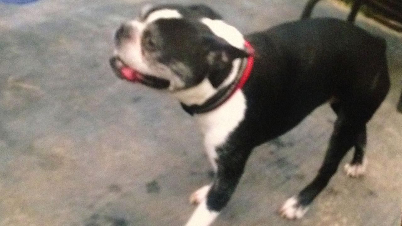 Terrier S Protecting Children From Pit Bull Abc13