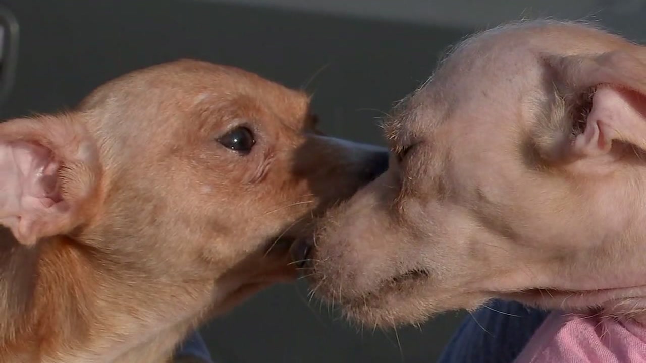PUP RESCUE: Nearly 100 Chihuahuas rescued after being dumped in Texas