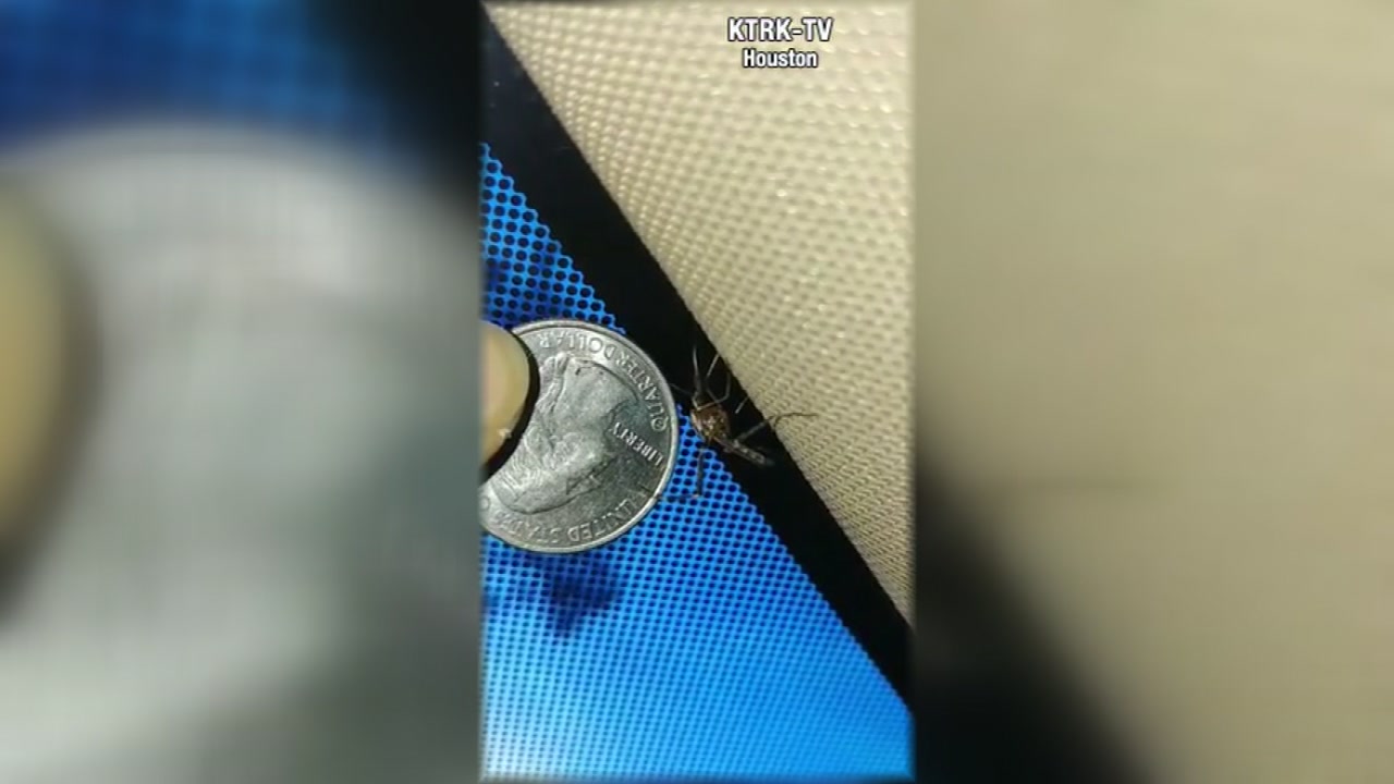 Quarter-size mosquitoes plague area ahead of heavy rainfall