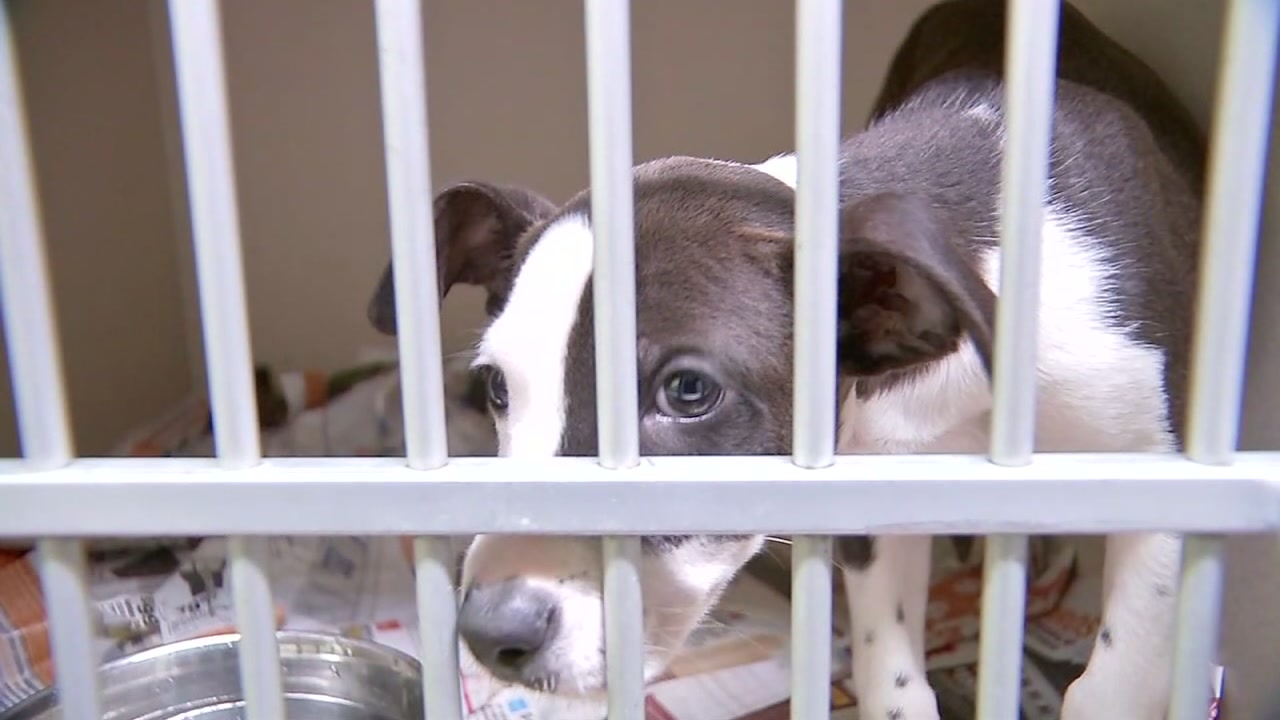 Montgomery County Animal Shelter employees placed on paid leave after scandal erupts over euthanized animals | abc13.com