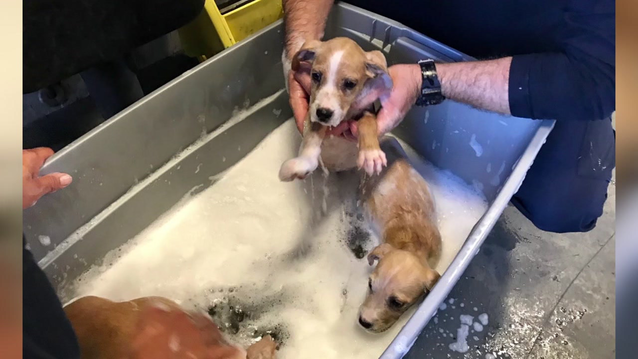 Good Samaritans and firefighters rescue 4 puppies in Texas