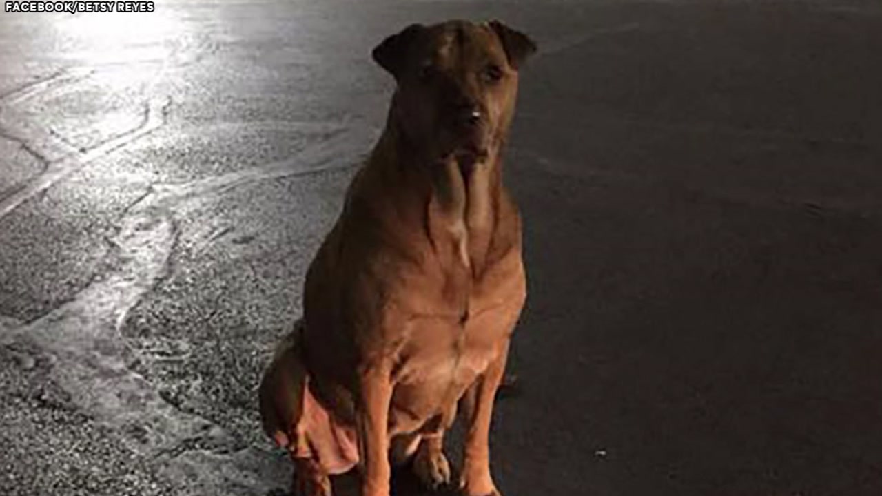 Dog commits con job all in the name of McDonald's food