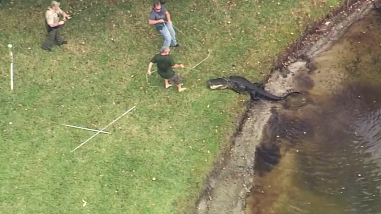 Close call for 85yearold man who escaped alligator attack