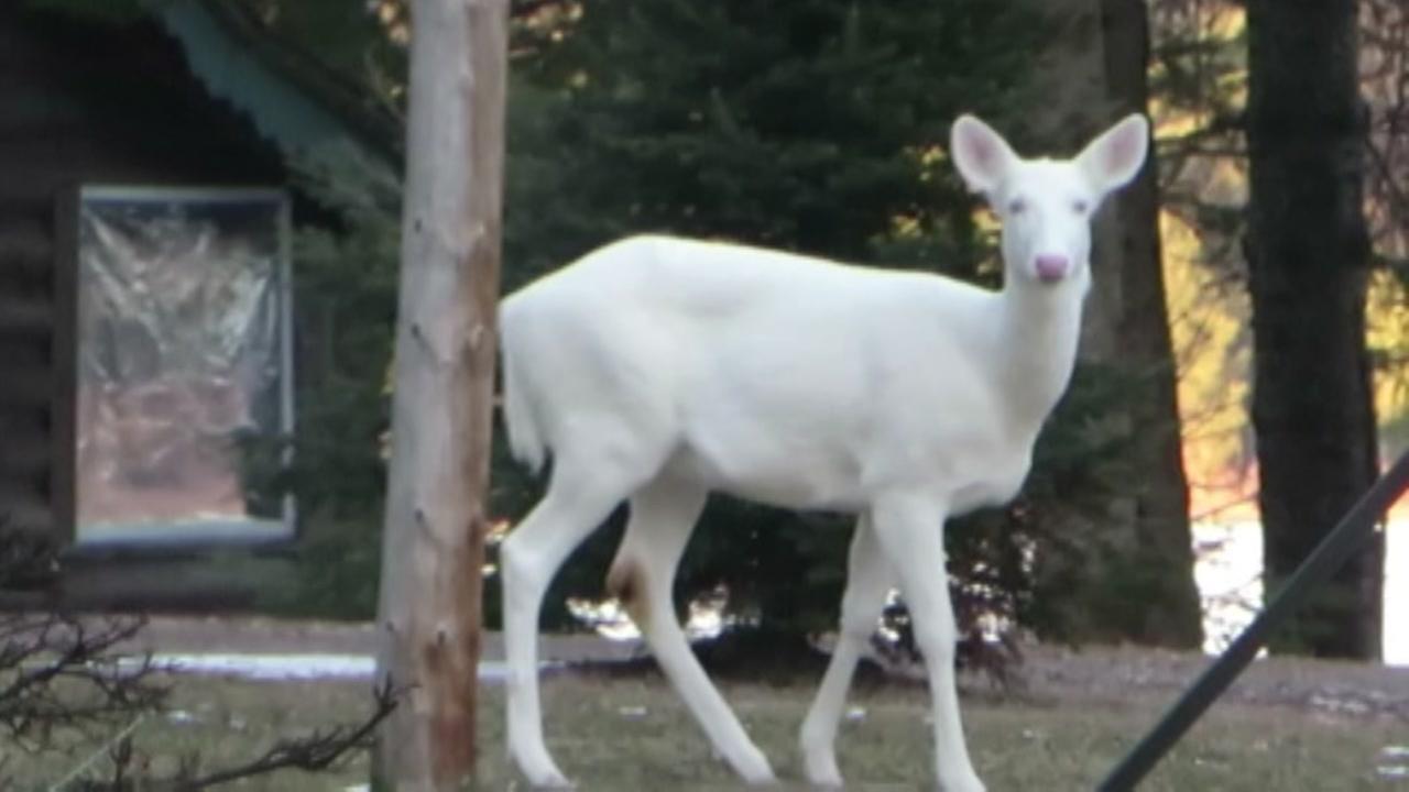 Southwest Wisconsin News >> Rare albino deer caught on camera in Wisconsin | abc13.com Southwest Wisconsin News >> Rare albino deer caught on camera in Wisconsin | abc13.com