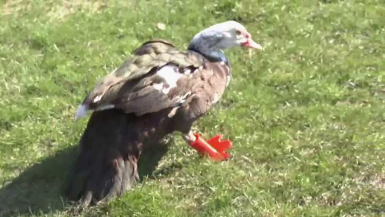 Injured duck in Wisconsin gets new feet, lease on life, thanks to 3D