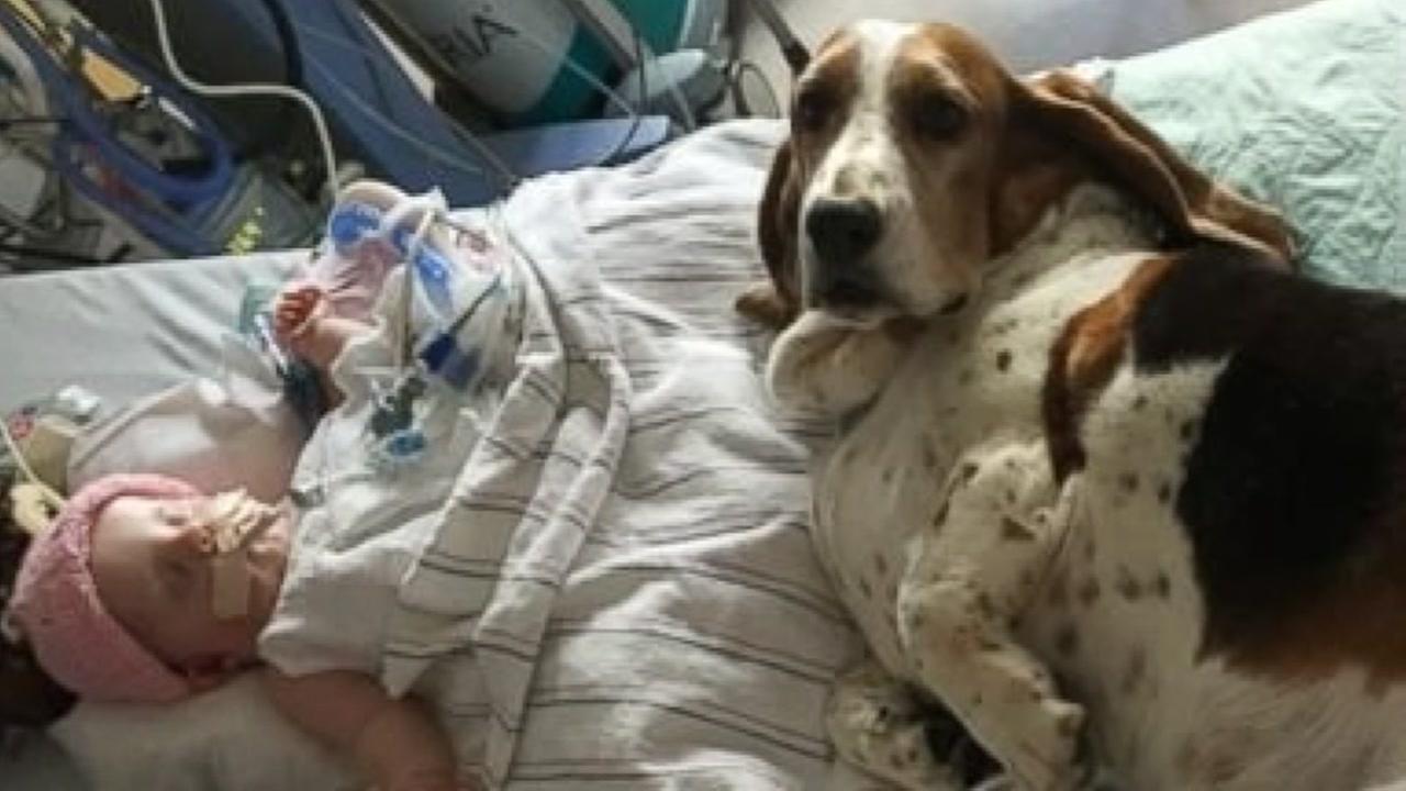 Basset hounds stay at side of dying baby until the very end