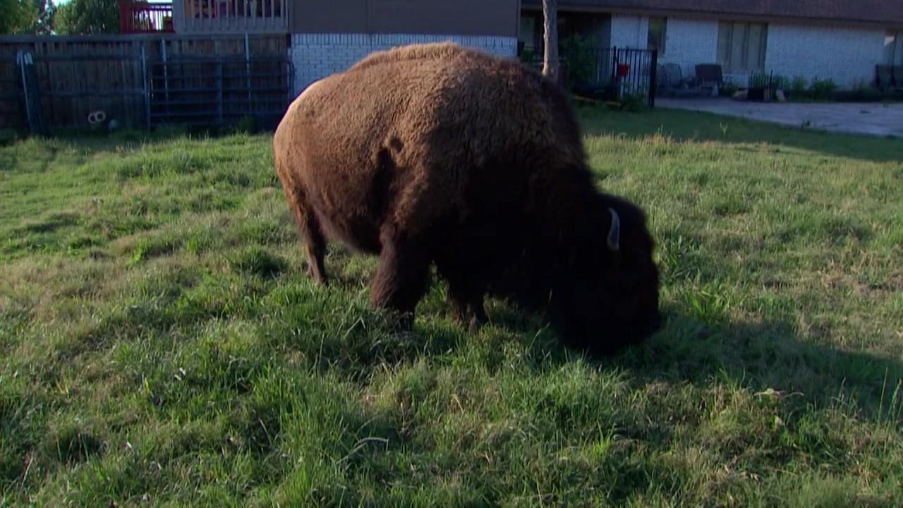 Woman puts her house-broken bison up for sale on ...