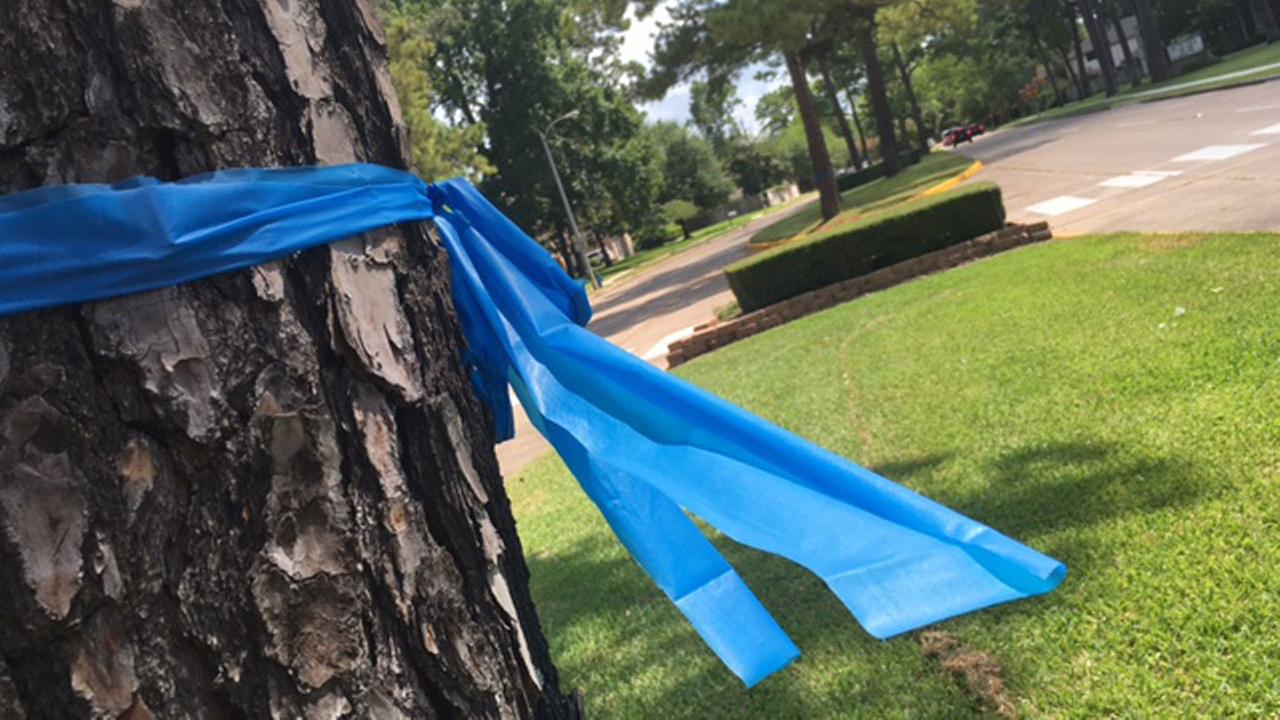 Neighborhood spars over blue ribbons on trees