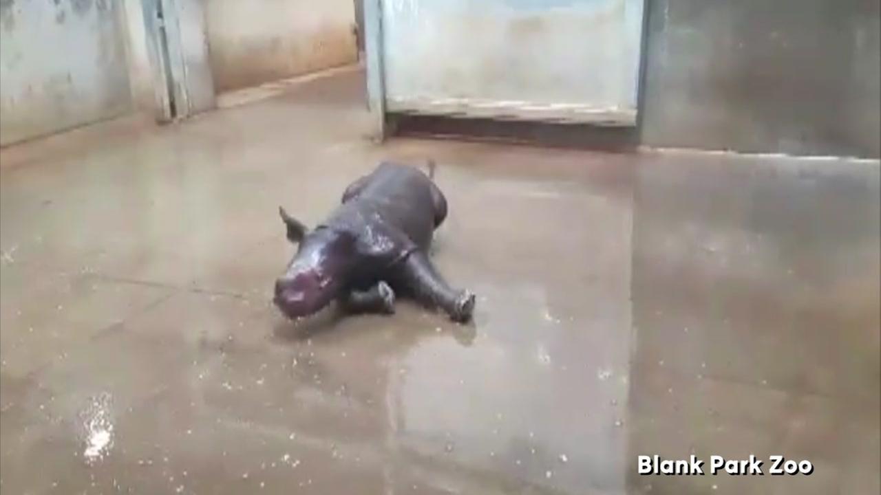 Adorable Baby Rhino Having Her First Bath Is Too Cute To Handle