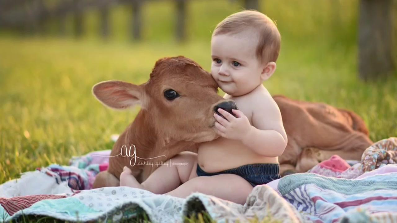 Calves join boys in adorable photo shoot