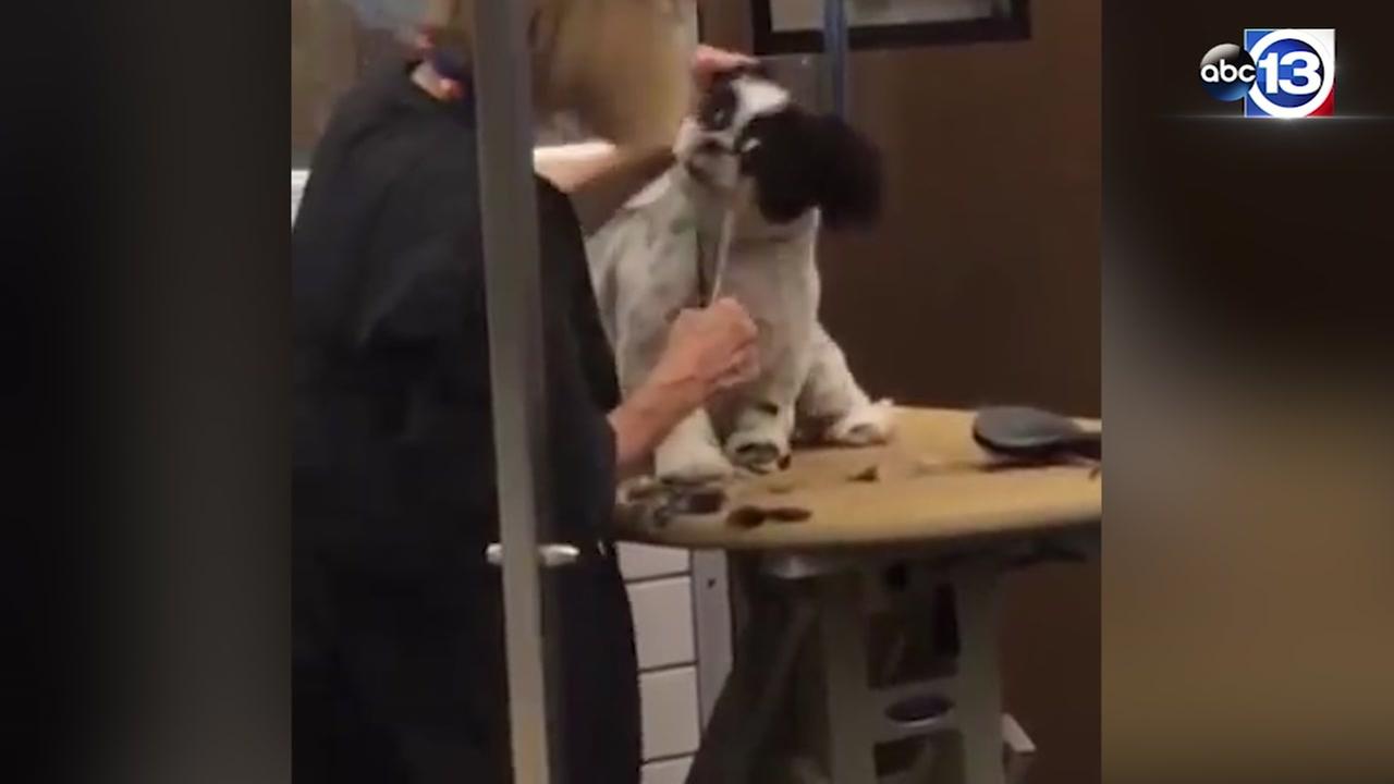 PetSmart dog groomer fired after abuse caught on camera