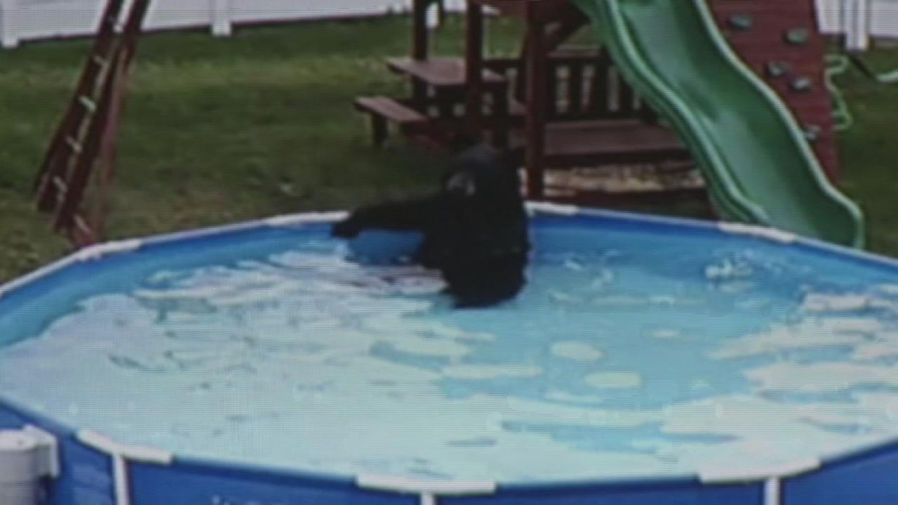 VIDEO: Bear swims in Pennsylvania family's swimming pool | abc13.com