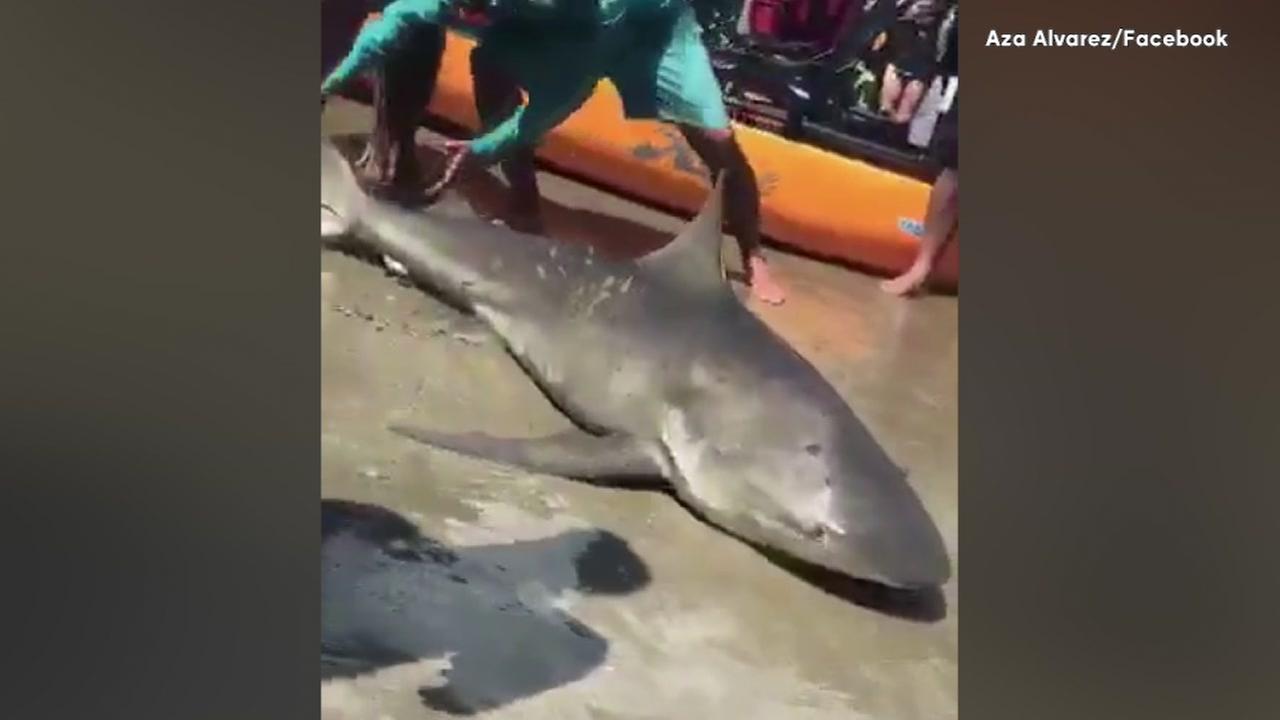 Fisherman hauls in shark on west part of Galveston beach Memorial Day