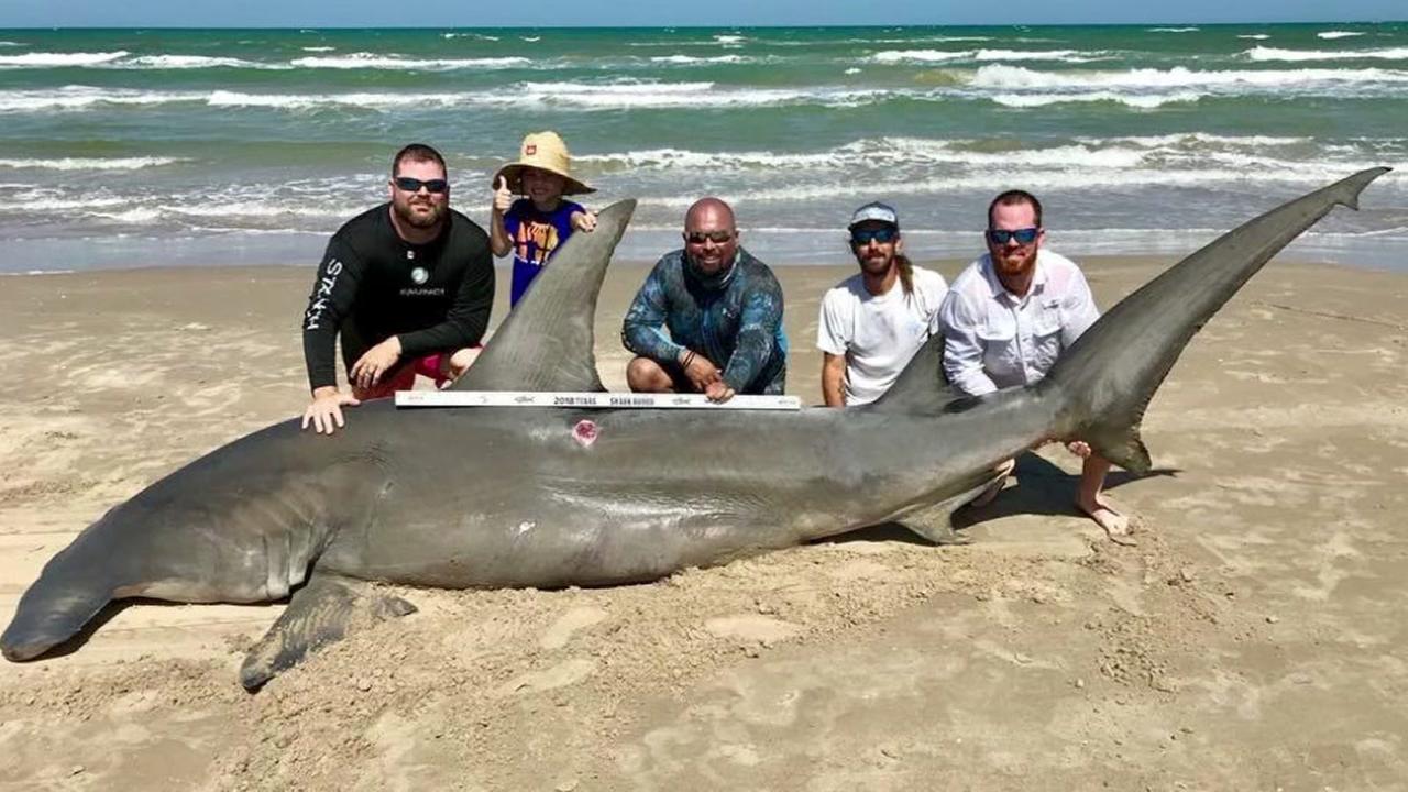 Fishermen catch 14-foot-long hammerhead shark in Corpus Christi