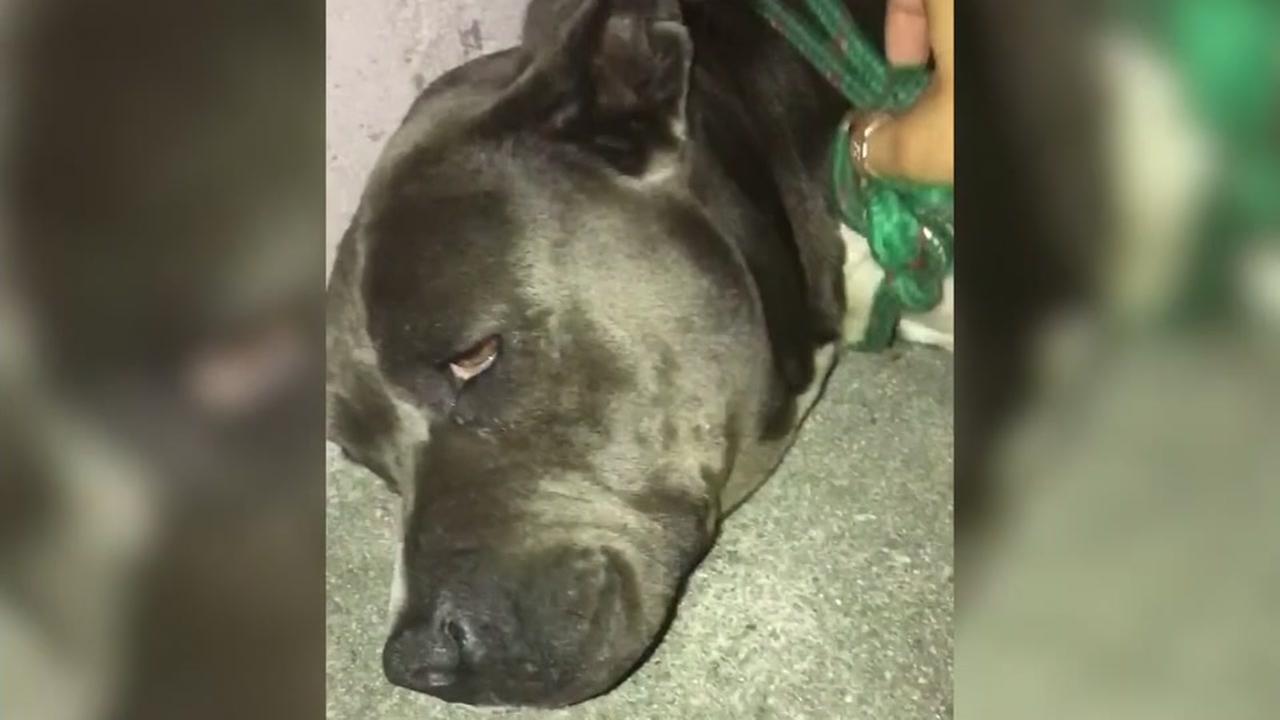 Group says dumped pit bull died after suffering sexual abuse