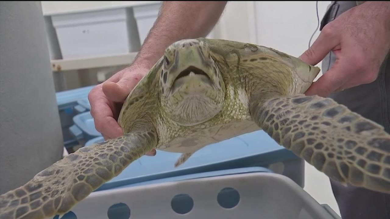 Sea turtles rescued from cold waters near Galveston | abc13.com