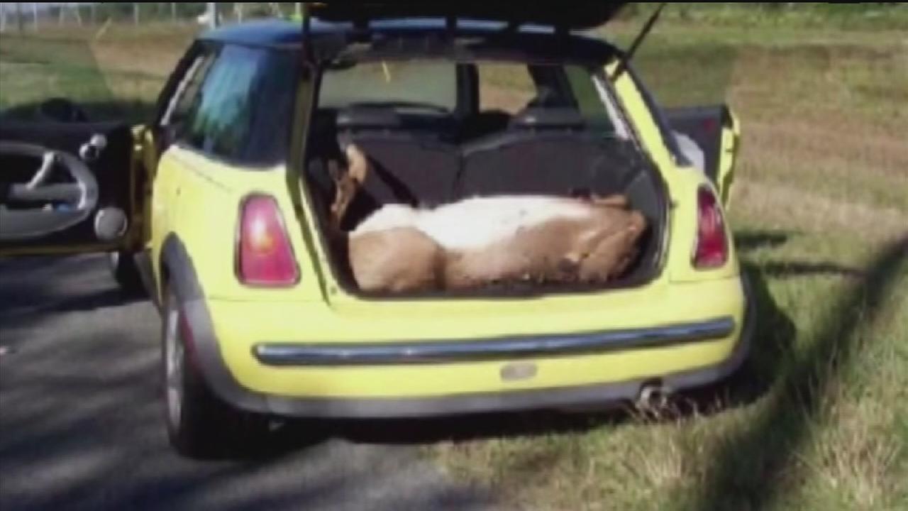 4 Men Dead Deer Found In 1 Mini Cooper Abc7chicago