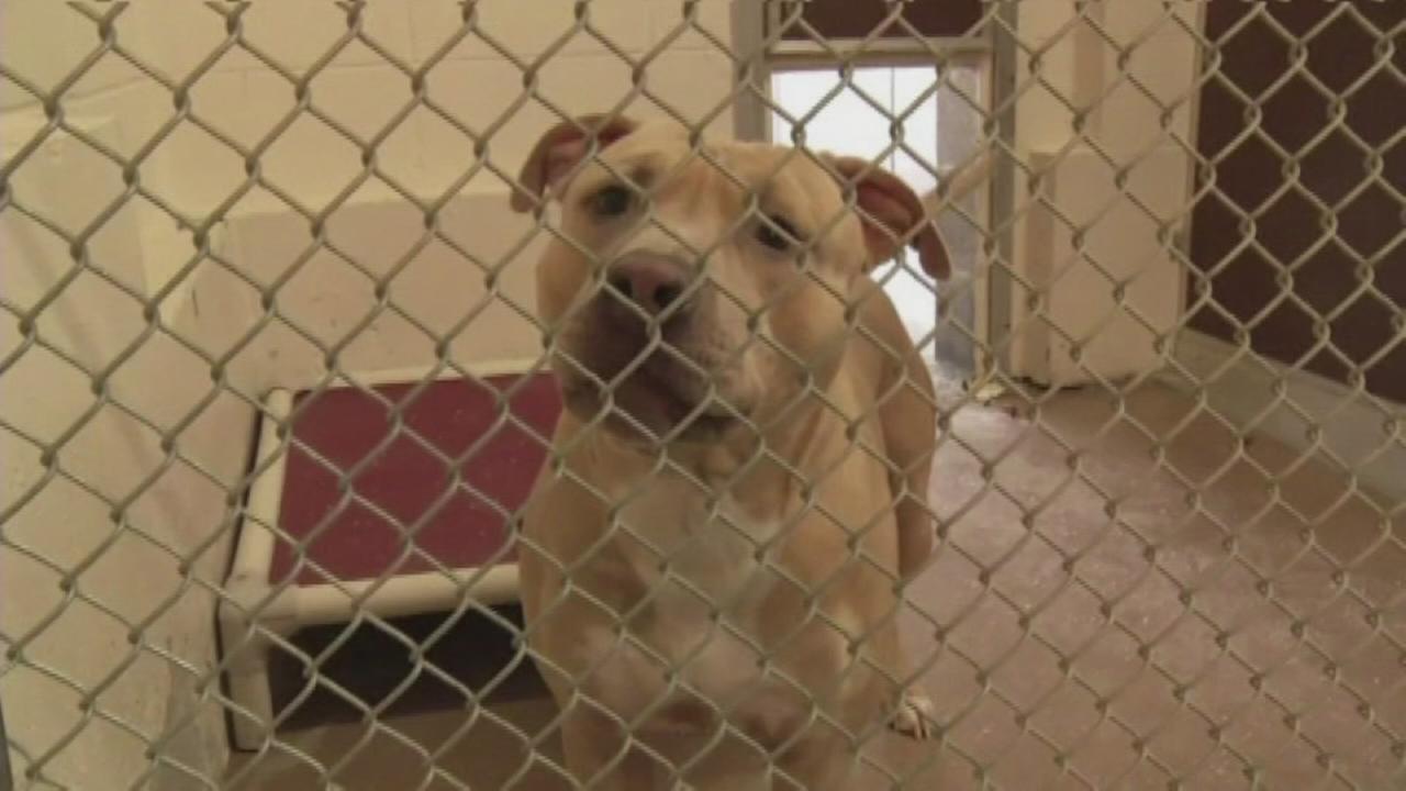 Pit bull saves child from rabid raccoon | abc13.com