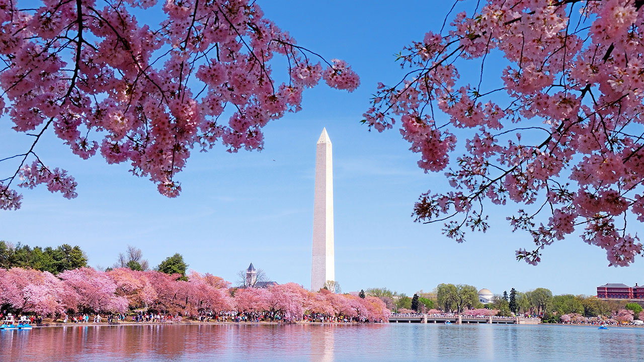 National Cherry Blossom Festival 2019 When Is Peak Bloom How To