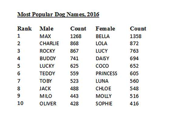 What are the most common dog names in New York City? Ciao, Bella!, New York