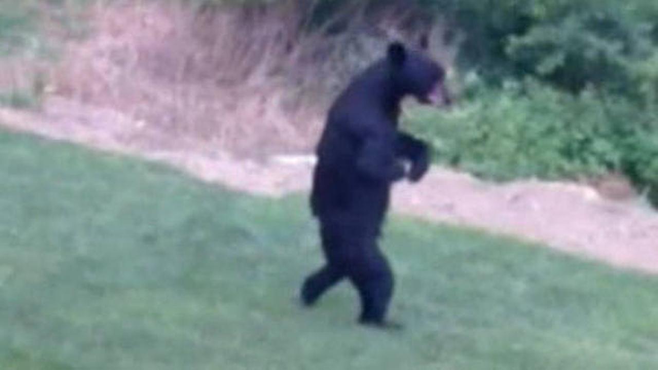 'Pedals' the bear that walks upright reported killed during hunt